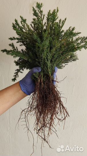 Можжевельник Китайский Стрикта