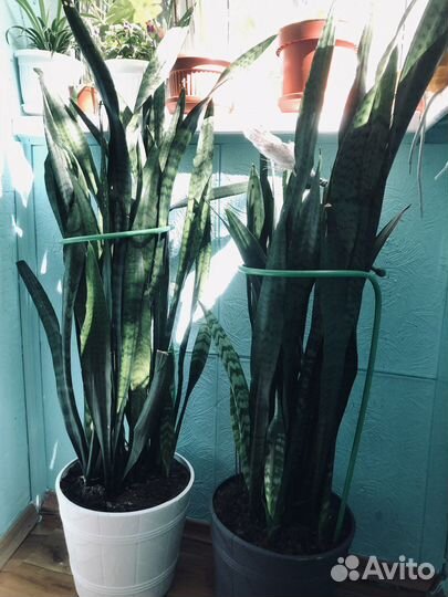 Сансевиерия