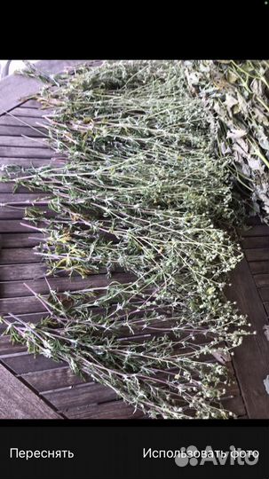 Продам лапчатку серебристую