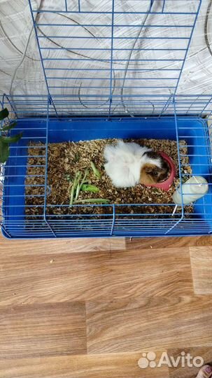 Продам свинок