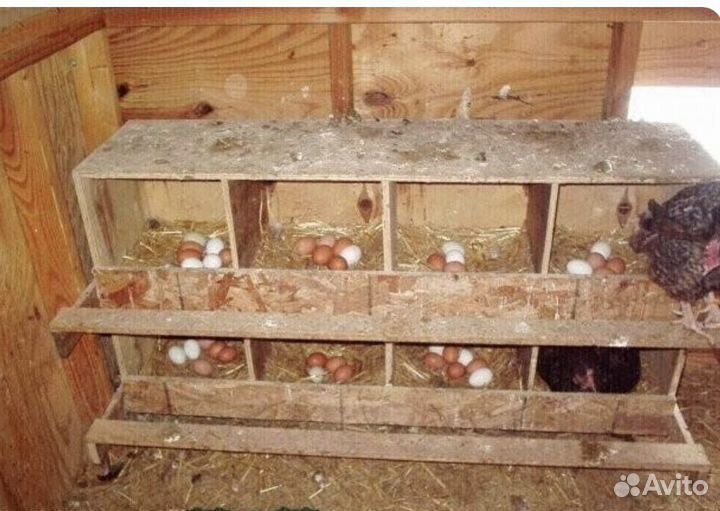 Гнездо для кур-несушек МирПтиц EggBOX 3 с яйцесборником (WBBOX) купить в Москве