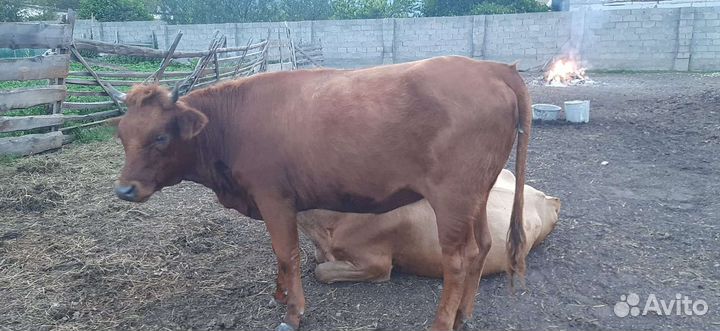 Коровы бычок телята телки