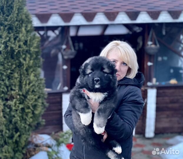 Щенок - Кавказская овчарка