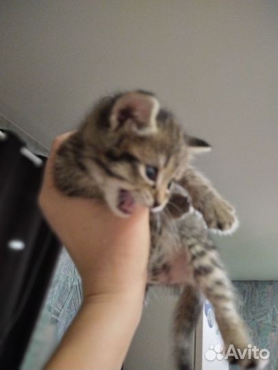 Британская вислоухая кошка