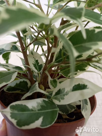 Фикус Бенджамина
