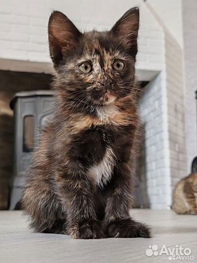 Котята-кошечки