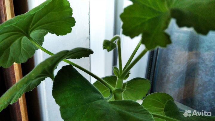 Пеларгония герань