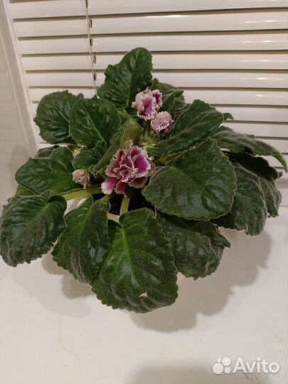 Цветущая фиалка