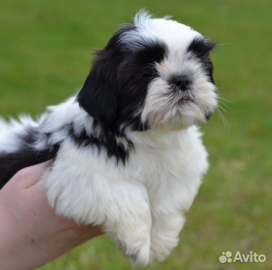 Щенки ши-тцу