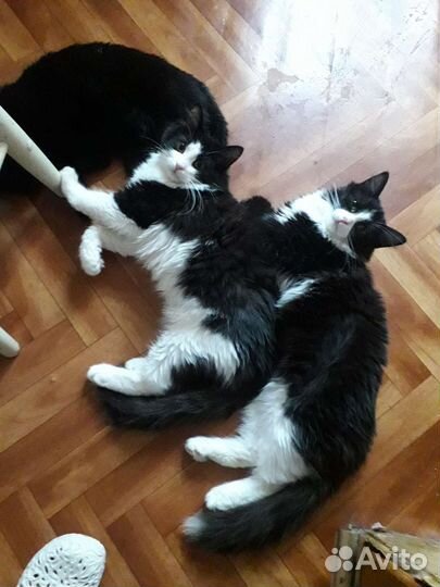 Котики