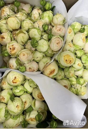 Розы оптоми в розницу