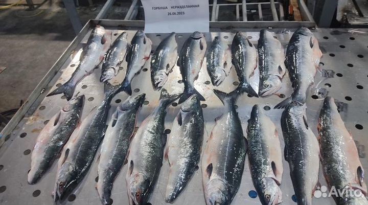 Горбуша неразделанная июнь 23г