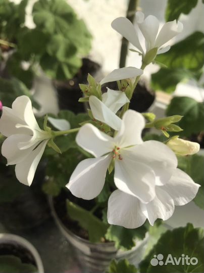 Пеларгония герань