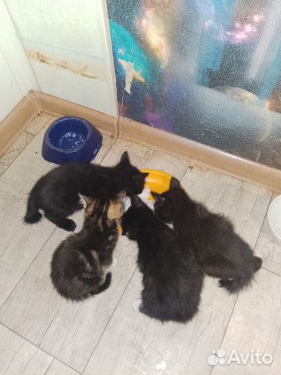 Отдам котенка в добрые руки