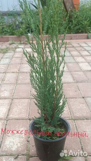 Можжевельник скальный, сорт Мунглоу