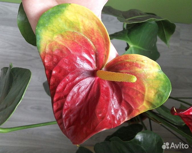 Антуриум Юпитер