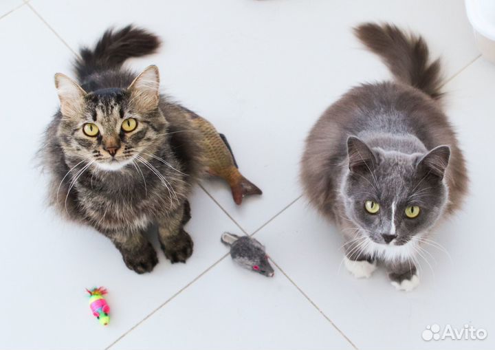 Котики Пушок и Сёма ищут дом