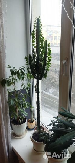 Кактус молочай