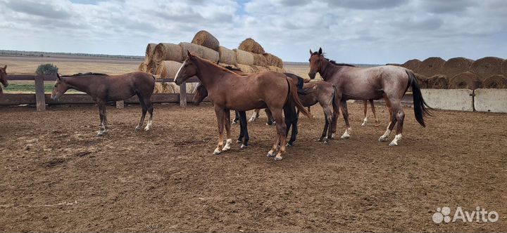 Продам лошадей