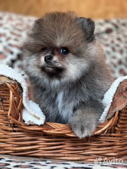 Померанский шпиц