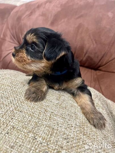 Йоркширский терьер мини беби фейс щенки