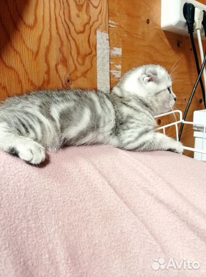 Вислоухие коты