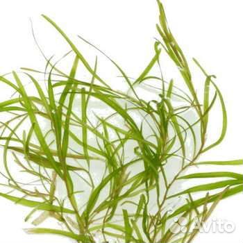 Рыбки и аквариумные растения