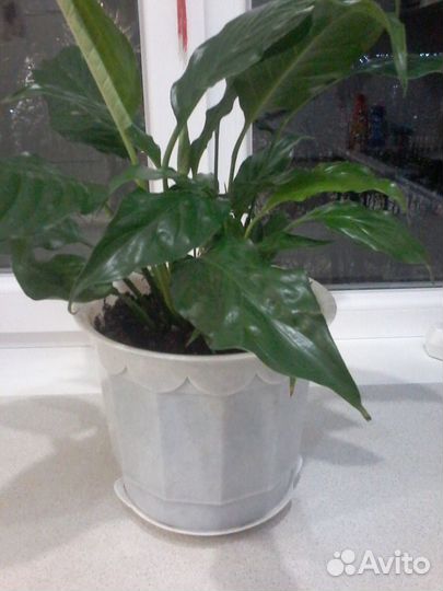Спатифиллум отросток