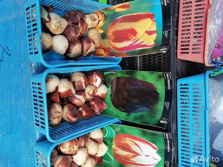 Луковицы тюльпанов