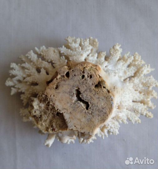 Морские кораллы