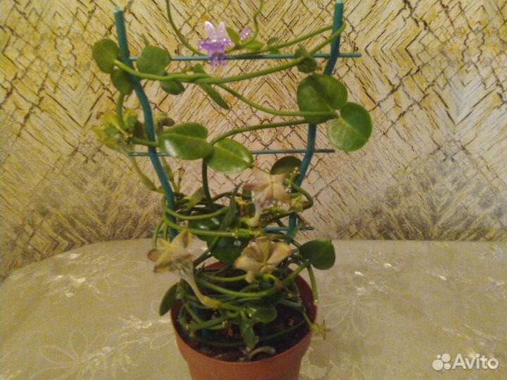 Церопегия Сандерсона