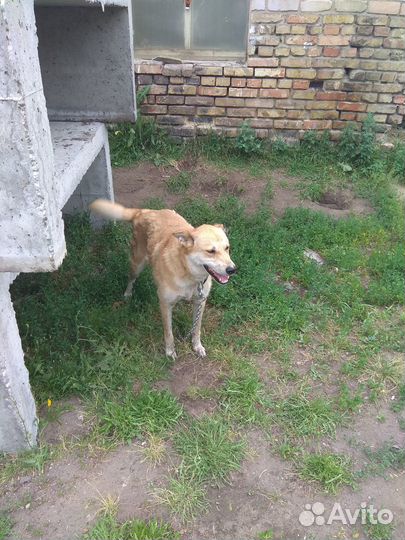 Собаки бесплатно в добрые руки