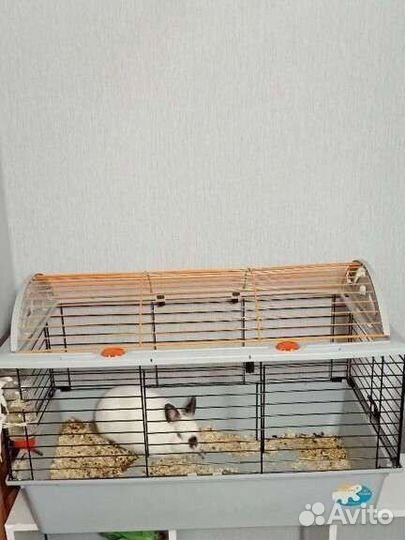 Отдам бесплатно декоративного кролика