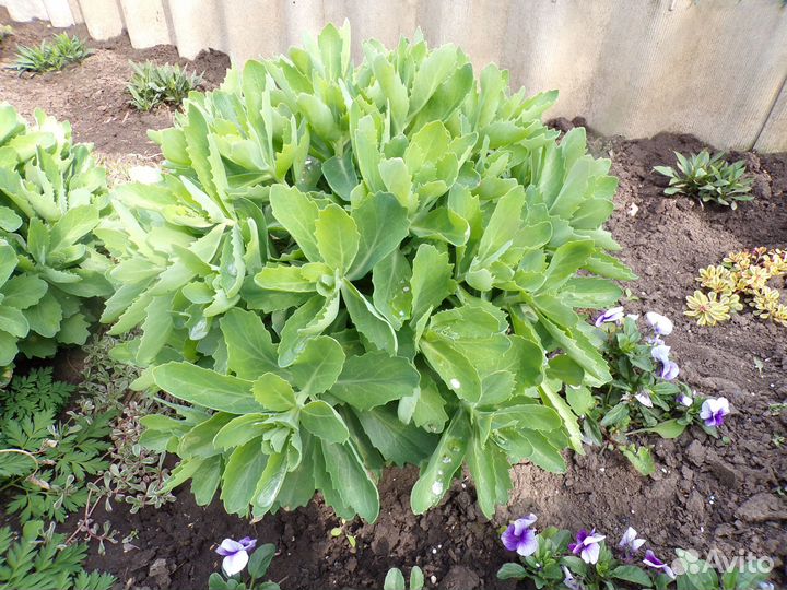 Очиток Видный