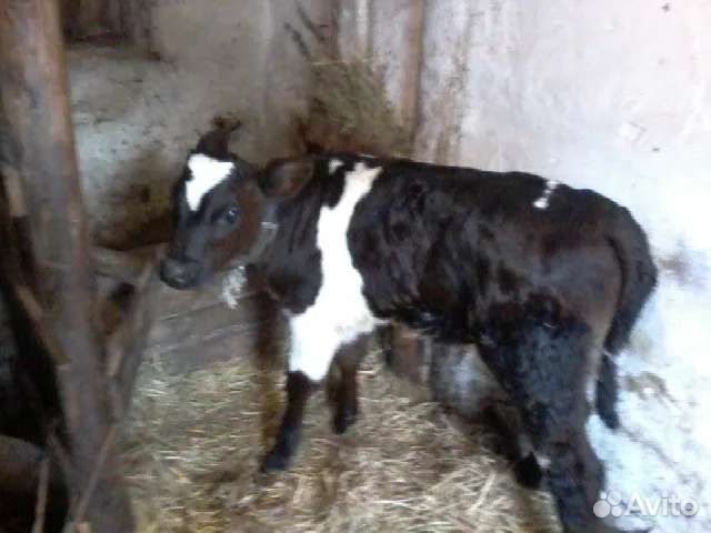 Бычки от 1 недели