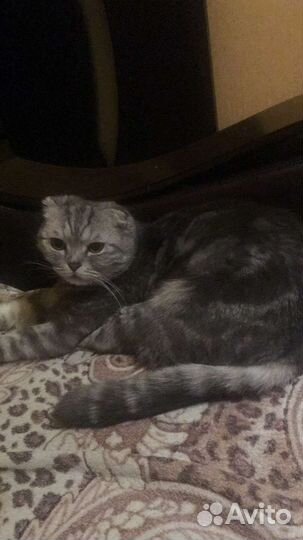 Кошка