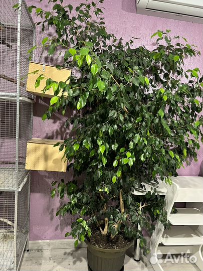 Фикус бенджамина