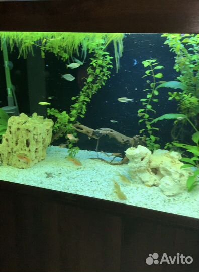 Обслуживание аквариума (чистка)