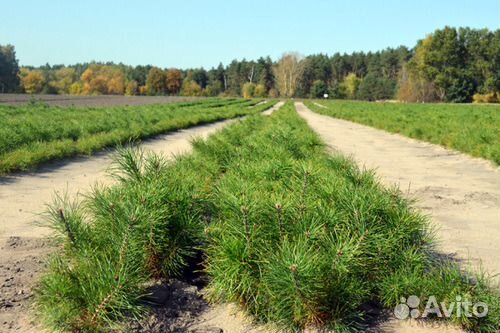 Сеянцы сосны двухлетка