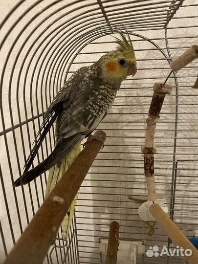 Птенцы кореллы