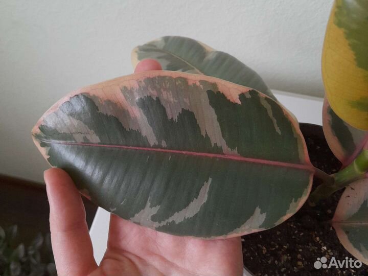 Фикус эластика белиз