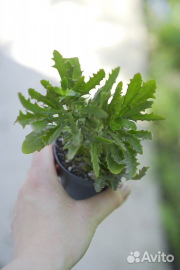 Каланхоэ оленьи рожки