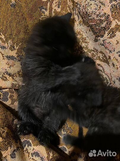 Котята в добрые руки бесплатно