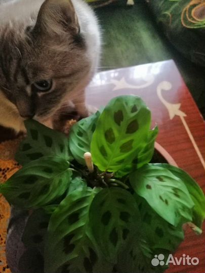 Комнатный цветок