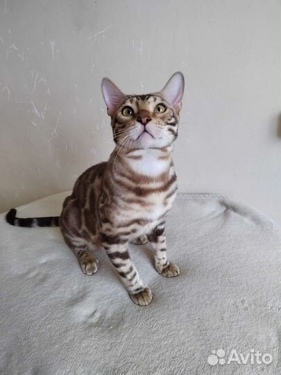 Бенгальский кот