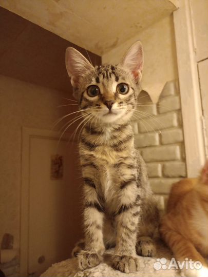 Кошка в дар, 3 месяца