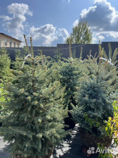 Ель саженцы