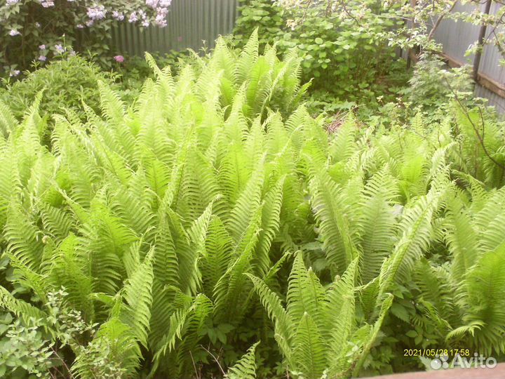 Папоротник