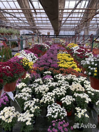 Хризантема в кашпо