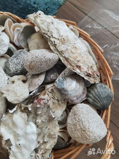 Ракушки. Большой набор